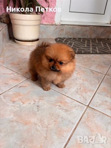 Померан мини, снимка 2 - Померан - 53099602
