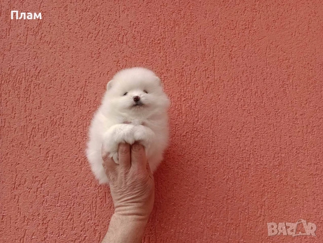 Померани.Реални снимки !