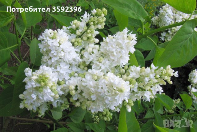 Комплект 3 броя люляци за 10 лева едри, снимка 2 - Градински цветя и растения - 44364501