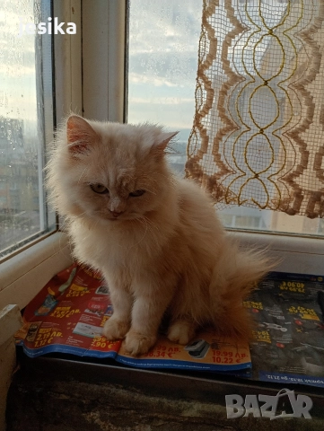 персийски на 4месеца , снимка 6 - Персийска - 52840492