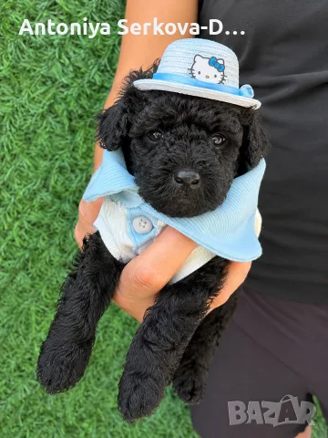 Poodle toy/Пудел Той, снимка 18 - Пудели - 55522597