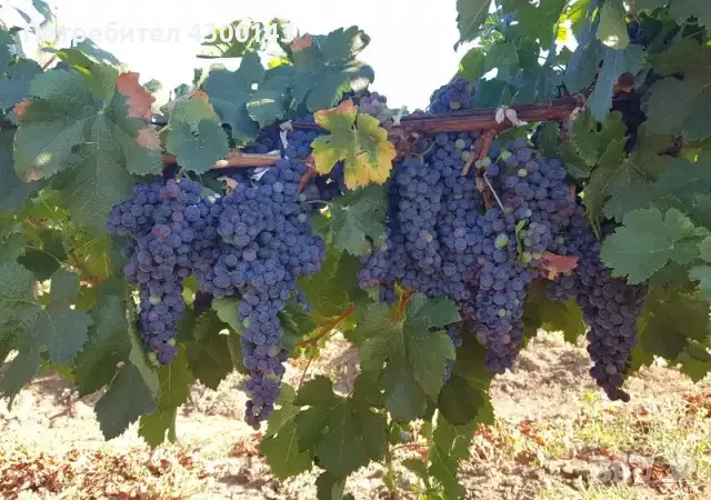 Продавам грозде сорт Мерло и Каберне.