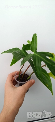 Philodendron florida ghost, снимка 2 - Стайни растения - 52987655