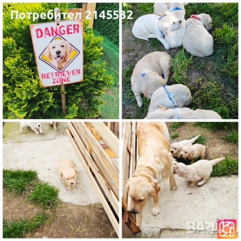 Голдън ретривър (Golden retriever) кученца , снимка 4 - Голдън ретривър - 54328992