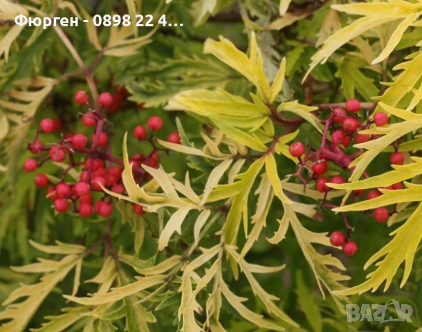 Червен бъз Lemony Lace – декоративен храст с лимоненожълта окраска, снимка 5 - Разсади - 52714829