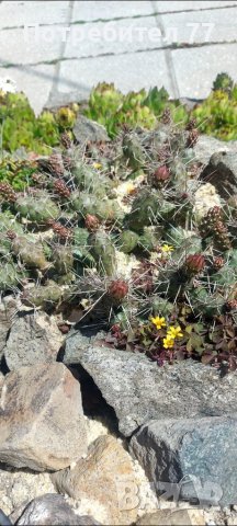 Няколко вида студоустойчиви кактуси и сукуленти, снимка 13 - Градински цветя и растения - 37368313