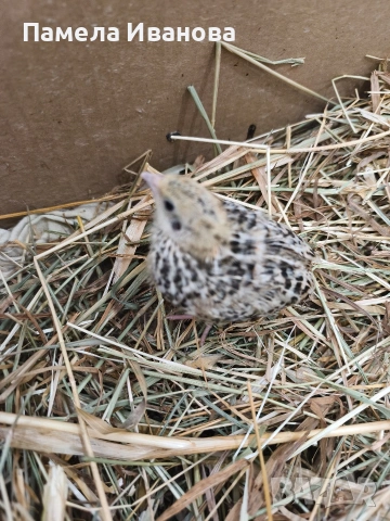 пъдпъдъци на 10 дни , снимка 3 - Кокошки и пуйки - 54189749
