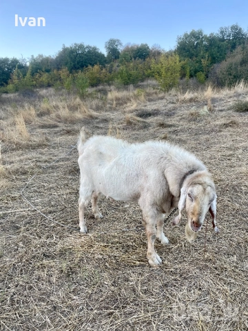 Пръч, снимка 4 - Кози - 51828785