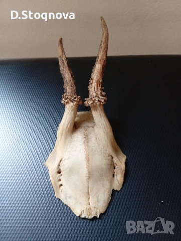 Еленови рога - 2 броя(малки, с част от черепа), снимка 9 - Антикварни и старинни предмети - 54254712