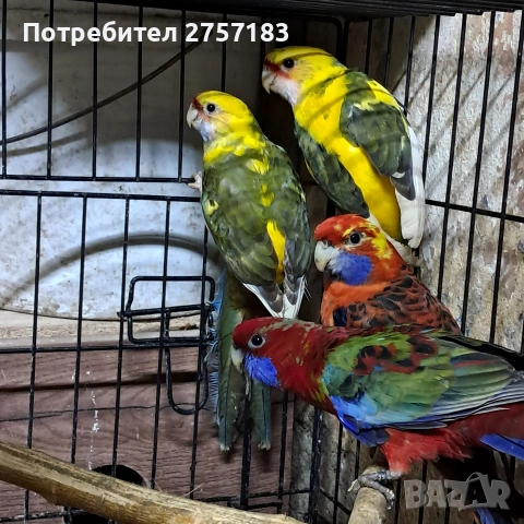 продавам пенантови розели и страка