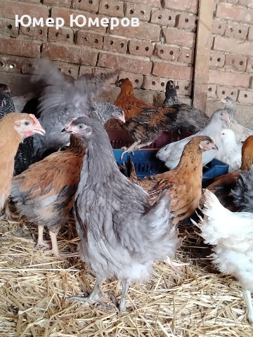 Продавам Млади Ярки 