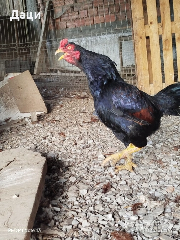 Свободно Петле - Корниш