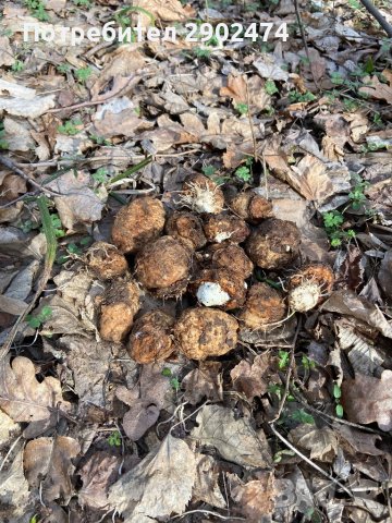 Змийска хурка, снимка 3 - Хранителни добавки - 44243276