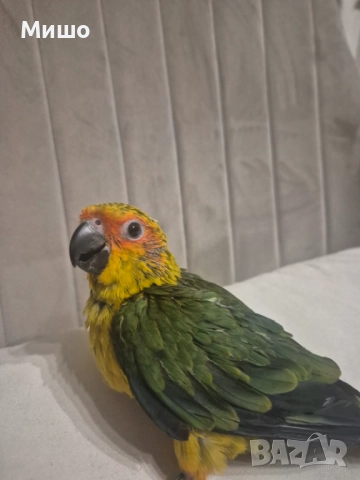 Ръчно хранена Слънчева Аратинга на 2 месеца, снимка 3 - Папагали - 52931251