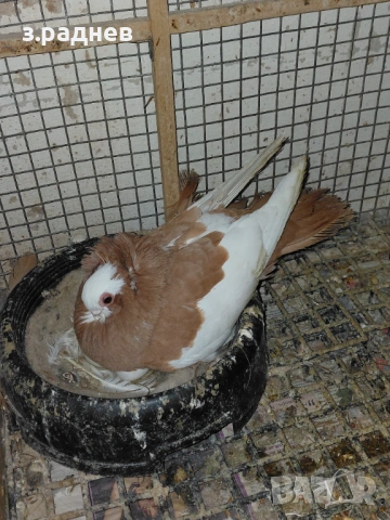 Чифт коморански