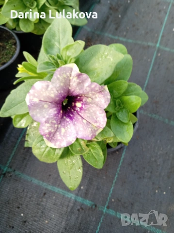 Каскадна петуния , снимка 2 - Градински цветя и растения - 54135288