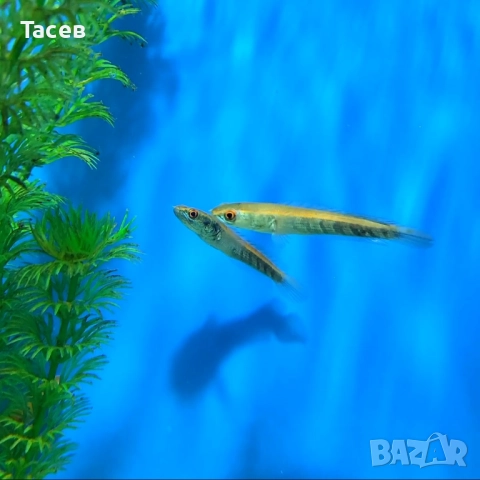 Змиеглав channa red marulioides capim 6-7см