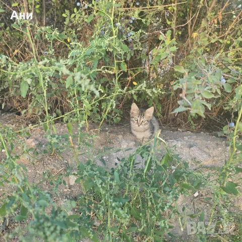 Котета на два месеца и майката на една годинка, снимка 6 - Други - 56168290