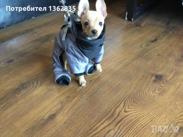 НОВ топъл сив зимен гащеризон за куче от Италия S и M размер, снимка 3 - За кучета - 51929265