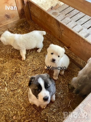 САО Алабай малки