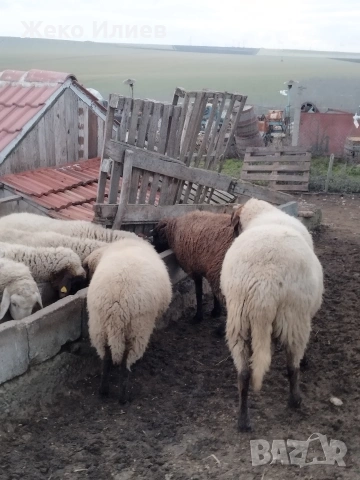 Продавам плевенски черноглав коч, снимка 7 - Овце - 54200369