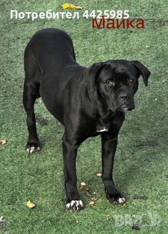 Cane Corso , снимка 8 - Кане корсо - 54024886