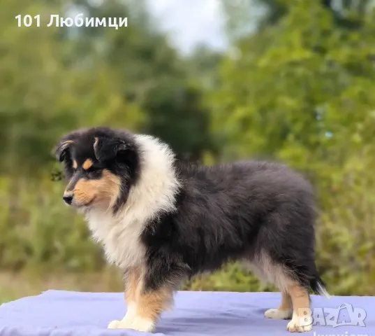 Шотладската овчарка-Коли, снимка 7 - Коли - 47462698