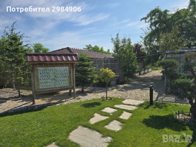 пойни папагал ПРОМО, снимка 2 - Папагали - 41350602