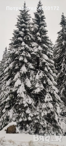 Апартамен за гости Милена, снимка 11 - Апартаменти - 52403589