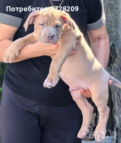 Американско Були Хл/American Bully XL , снимка 4 - Питбул - 55891222