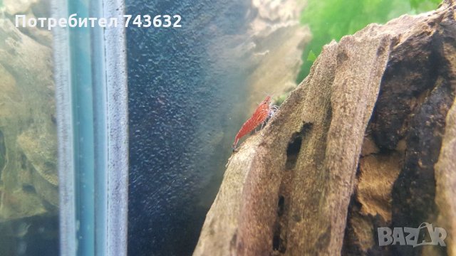 Скарида NEOCARIDINA HETEROPODA VAR. RED, снимка 3 - Рибки - 34286347