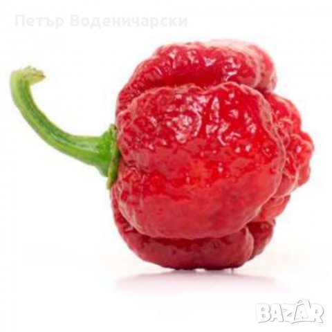 Семена от шестте най-лютите чушки на планетата : 1. Каролина Рийпър (Carolina Reaper) Средна лютивин, снимка 2 - Други - 37363054