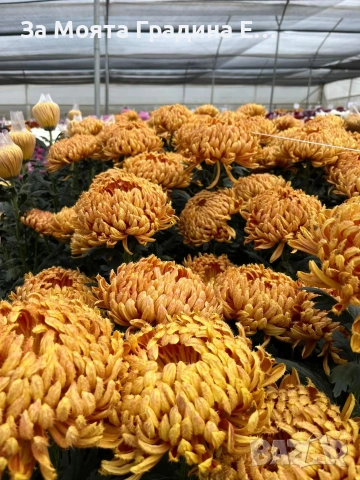 Хризантема разсад за юни месец!!, снимка 3 - Разсади - 54032482