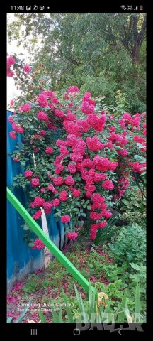 Продавам резници червен ароматен Трендафил , снимка 2 - Градински цветя и растения - 39701447