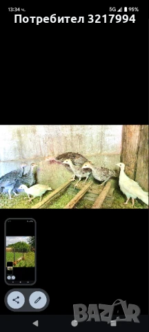 Кокошки и пуйки., снимка 1