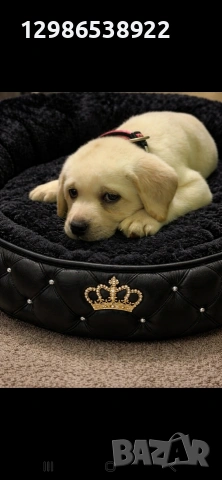 Лабрадор ретривър