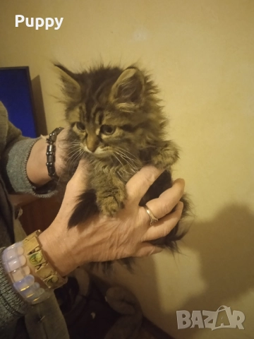 Сибирски горско хипоалергенни 