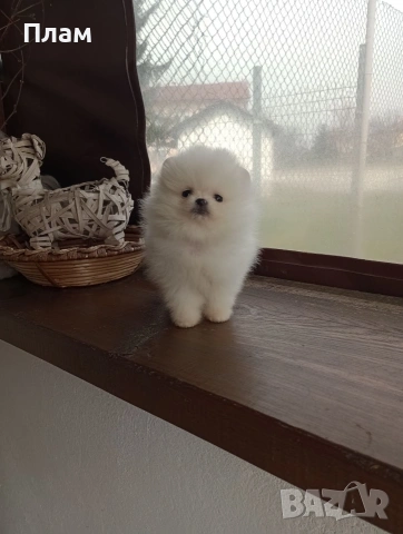 Чисто бели мини момче и момиче,Померани. , снимка 6 - Померан - 54058437