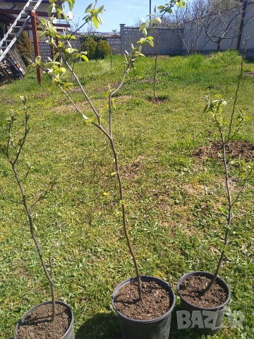 Дръвчета мушмула, снимка 2 - Разсади - 54224241