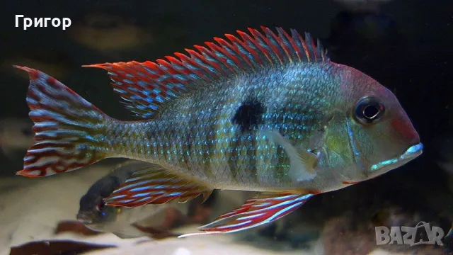 Различни видове декоративни риби, храни и техника , снимка 9 - Рибки - 47670463