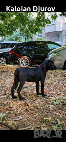 Подавам женско Кане Корсо , снимка 2 - Кане корсо - 55859421