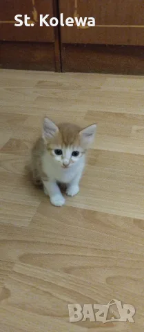 Малки котенца търсят своя дом, снимка 14 - Други - 56339703