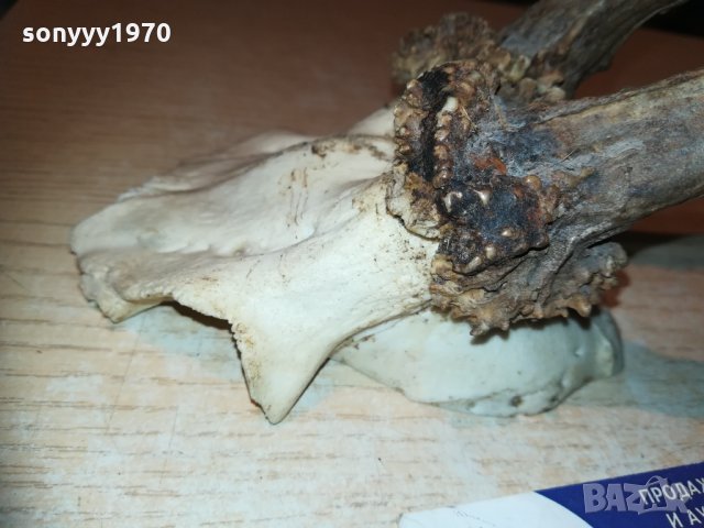 рога-за колекция-внос швеция 1910202200, снимка 6 - Колекции - 30482225