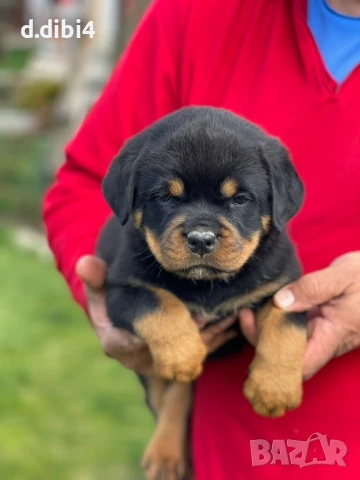 Ротвайлери , снимка 7 - Ротвайлер - 51151737