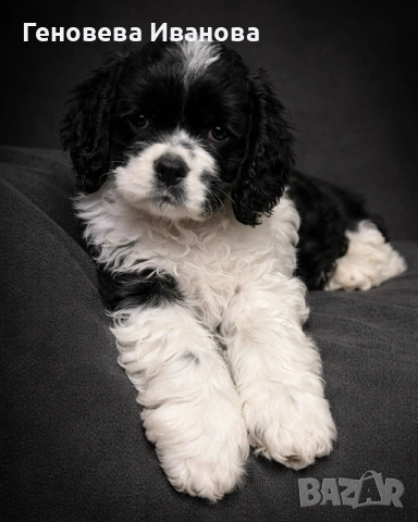 Американски кокер шпаньол