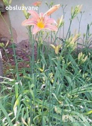 Хемерокалис "Рицарска звезда" 💥💥, снимка 1 - Сортови семена и луковици - 28079488