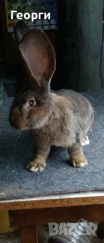 Белгийски великан , снимка 3 - Други - 39937959