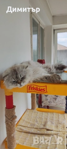 Кълърпойнтчета шотландски, снимка 2 - Британска късокосместа - 54252898