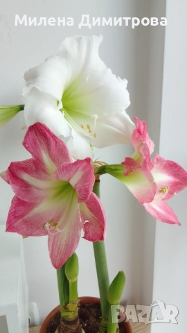 Амарилиси различни цветове , снимка 13 - Стайни растения - 52243503
