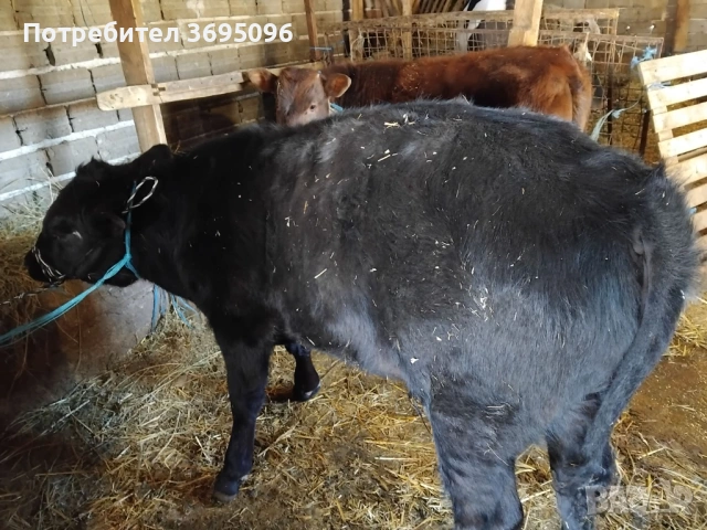 Продавам две телета мъжки 